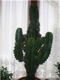 Euphorbia ingens